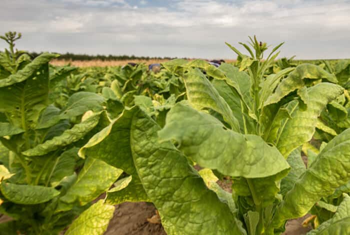 Cayman Islands tobacco growing