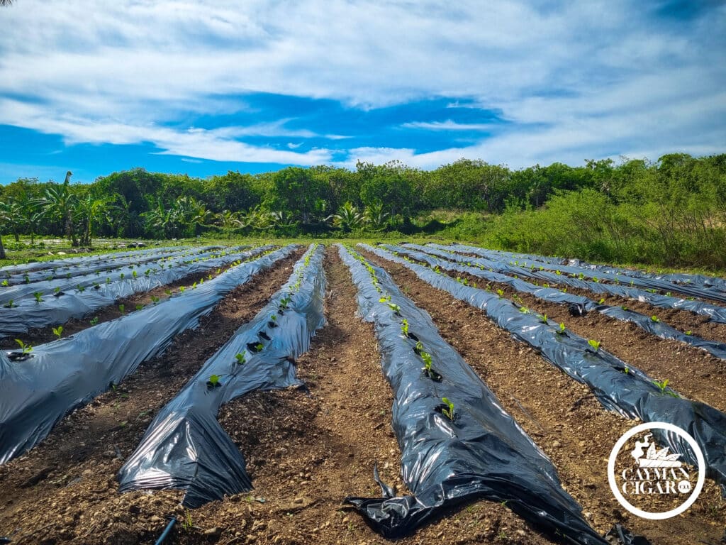 Planted-Seedling-Rows-2-1