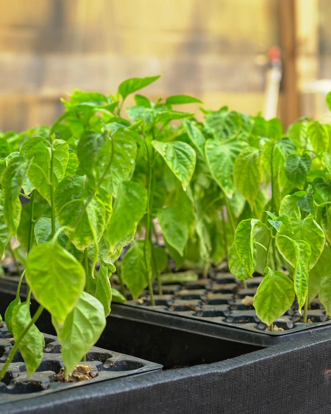 tobacco plants