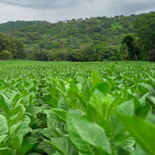 Tobacco Field in Nicaragua